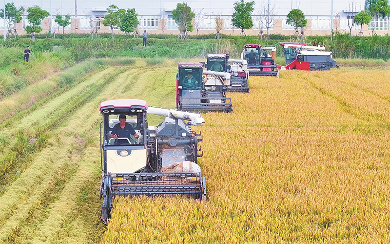 千畝鹽堿地水稻豐收